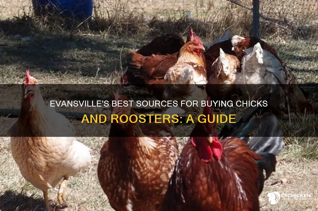 where to buy chicks in roosters in evansville indiana