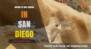Best Places to Buy Chicks in San Diego: Your Ultimate Guide