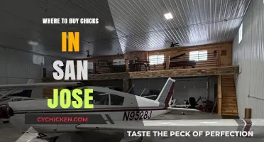 Where to Buy Chicks in San Jose: Top Local Sources