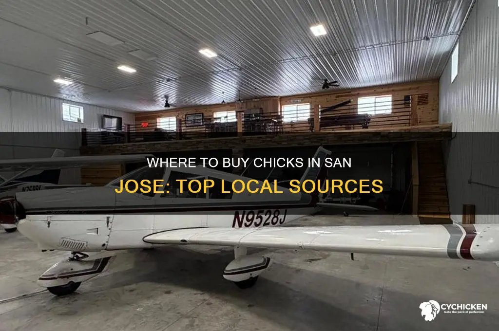 where to buy chicks in san jose