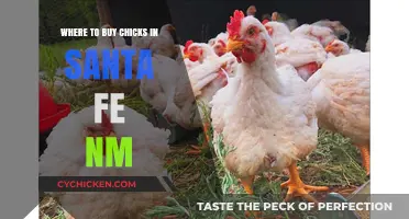 Where to Buy Chicks in Santa Fe, NM: Top Local Sources