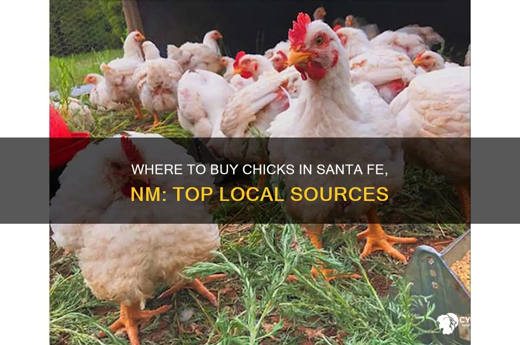 where to buy chicks in santa fe nm