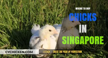 Best Places to Buy Healthy Chicks in Singapore: A Guide