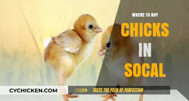 Best Places to Buy Chicks in Southern California: A Guide