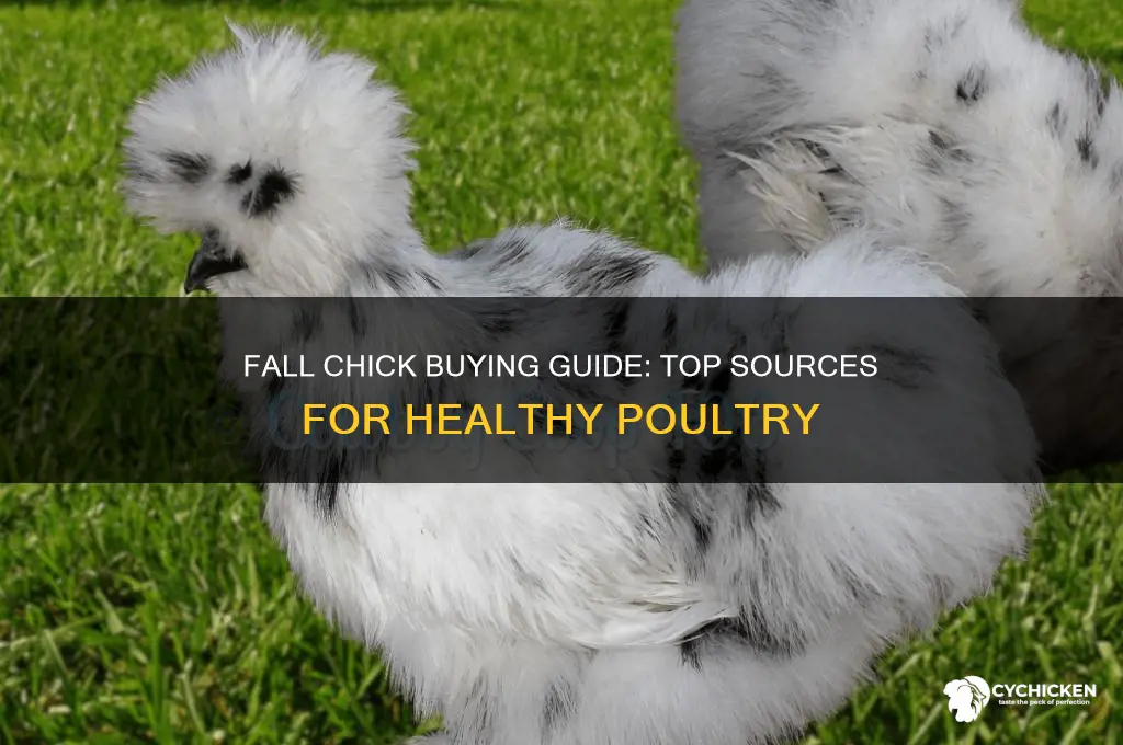 where to buy chicks in the fall