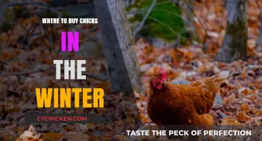 Winter Chick Buying Guide: Best Sources for Healthy Poultry