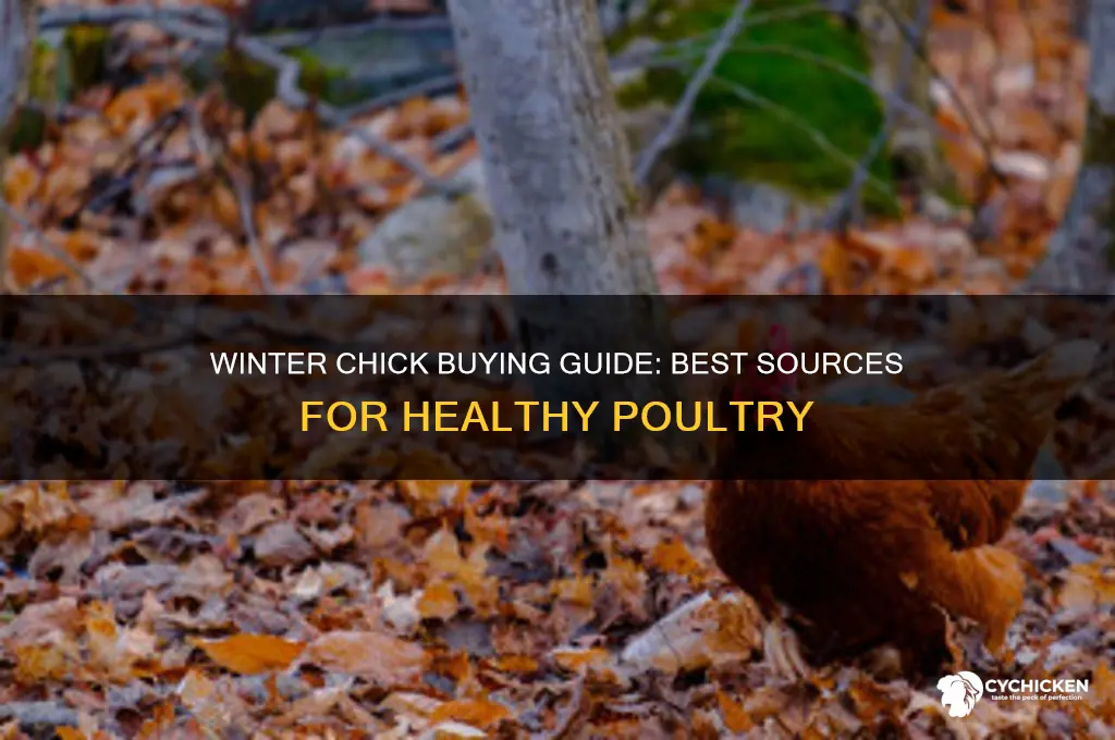 where to buy chicks in the winter