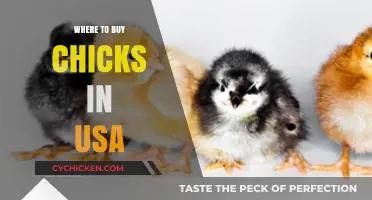 Best Places to Buy Chicks in the USA: A Comprehensive Guide