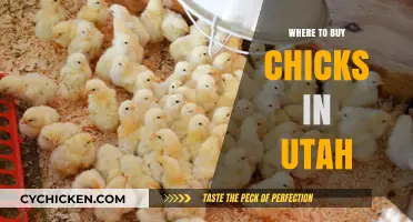 Utah's Best Sources for Buying Healthy Chicks: A Comprehensive Guide