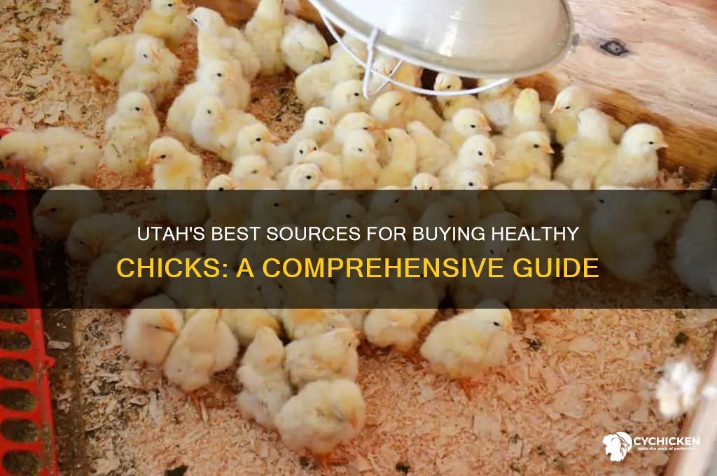 where to buy chicks in utah