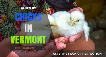 Best Places to Buy Chicks in Vermont: Your Local Guide