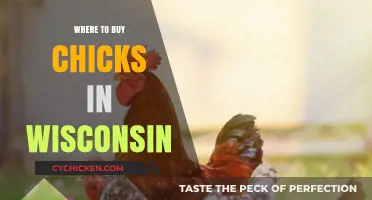 Wisconsin's Best Hatcheries: Where to Buy Healthy Chicks Locally