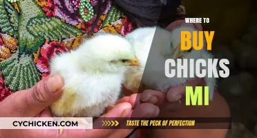 Best Places to Buy Healthy Chicks in Michigan: A Guide