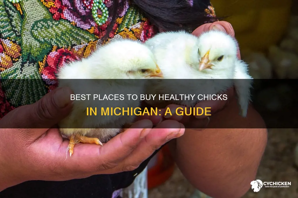 where to buy chicks mi