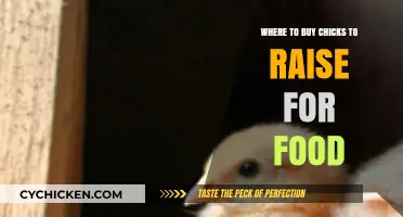 Finding Quality Chicks: Best Sources for Raising Poultry for Meat
