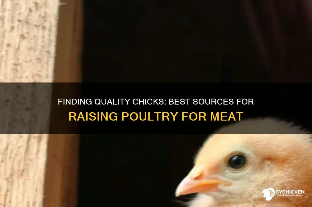 where to buy chicks to raise for food