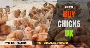 Best Places to Buy Chicks in the UK: A Comprehensive Guide