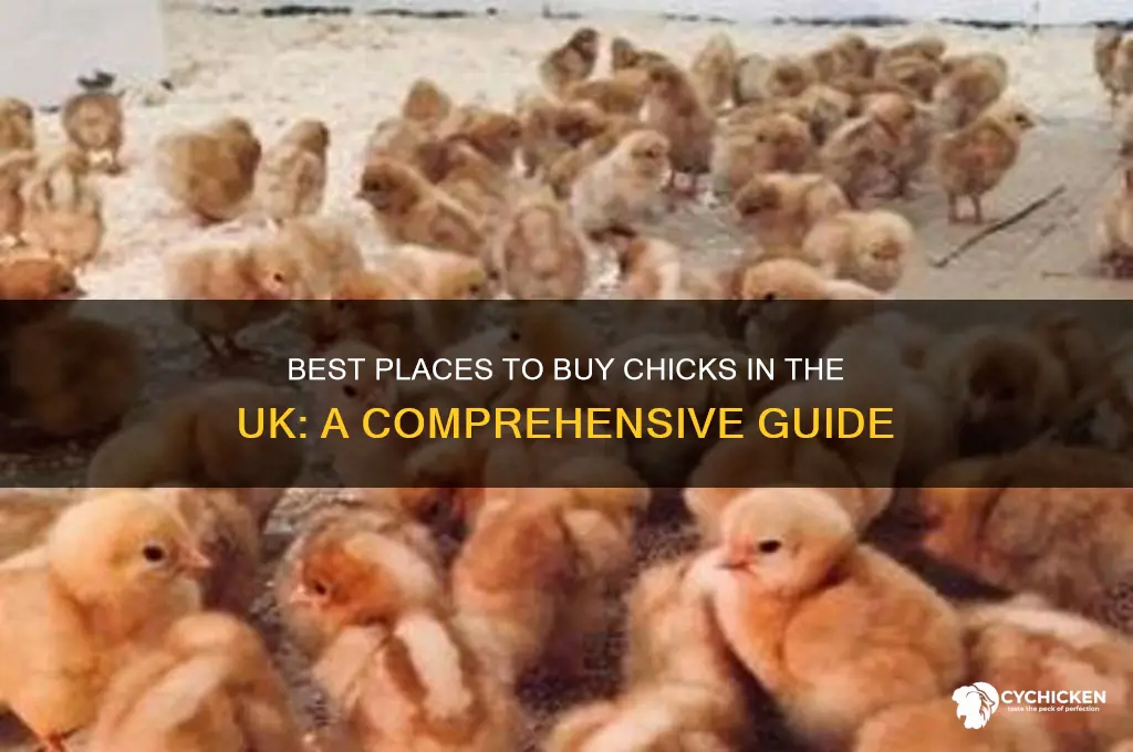 where to buy chicks uk