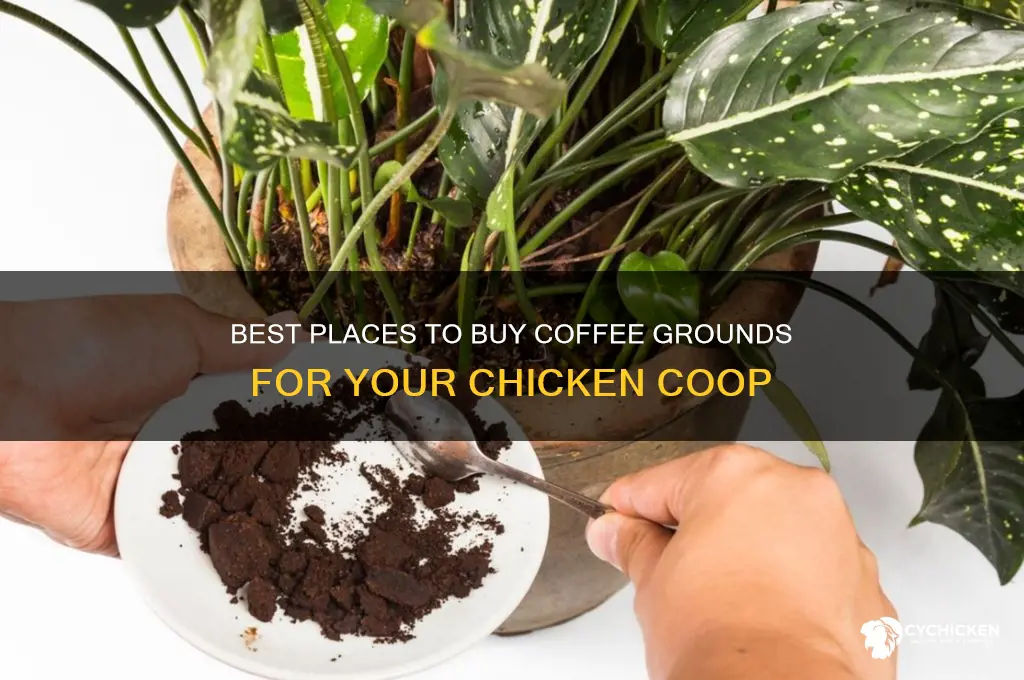 where to buy coffee grounds for chicken coop