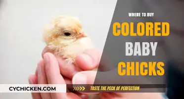 Where to Find and Buy Vibrant Colored Baby Chicks Safely