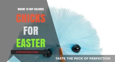Where to Buy Colored Chicks for Easter: Top Retailers and Tips