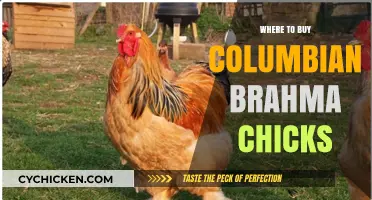Best Places to Purchase Columbian Brahma Chicks for Your Flock