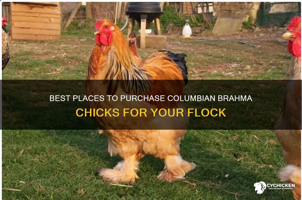 where to buy columbian brahma chicks