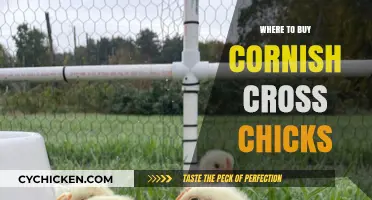 Best Places to Purchase Cornish Cross Chicks for Your Farm