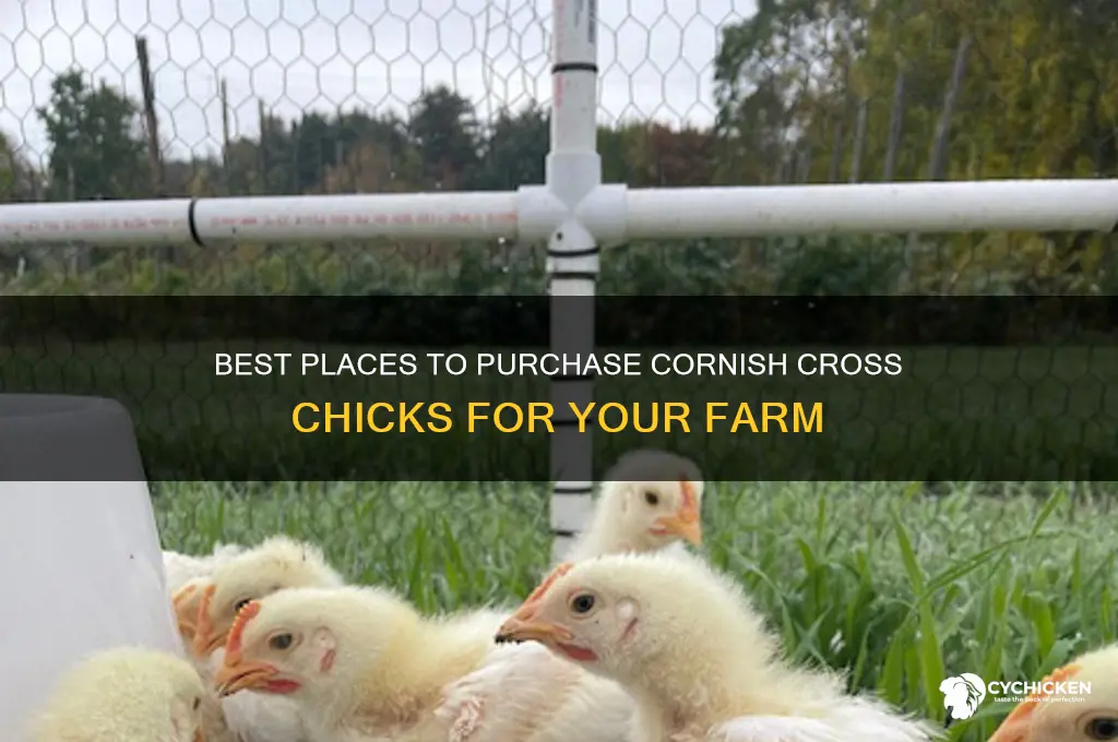 where to buy cornish cross chicks