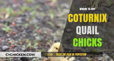 Best Places to Purchase Coturnix Quail Chicks Online & Locally