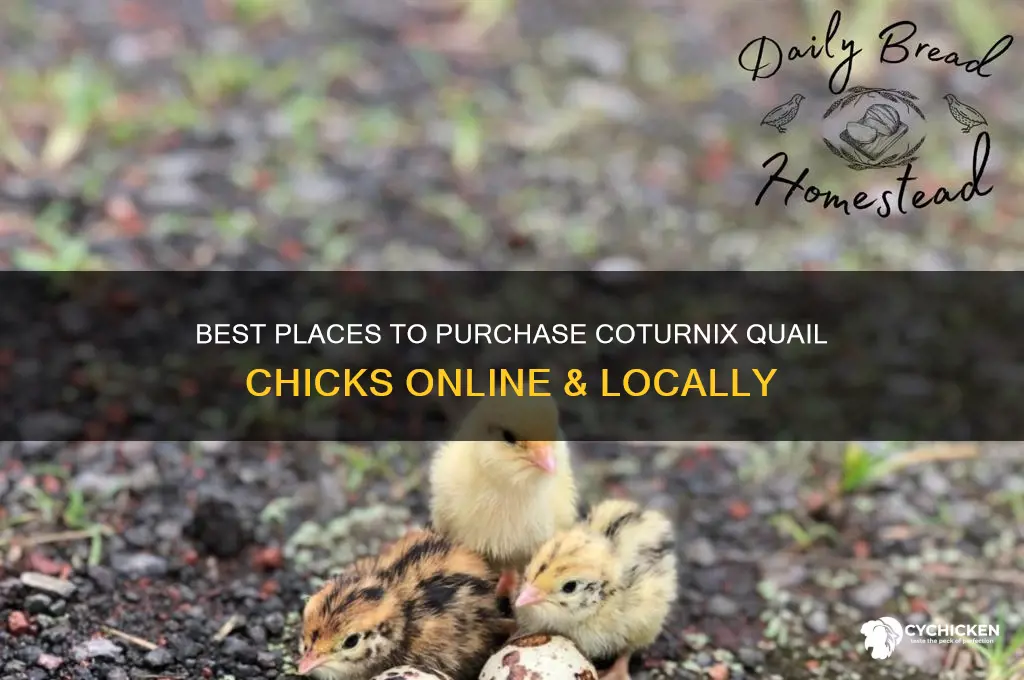 where to buy coturnix quail chicks