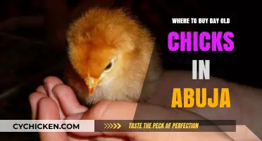 Where to Buy Day-Old Chicks in Abuja: Top Suppliers Guide