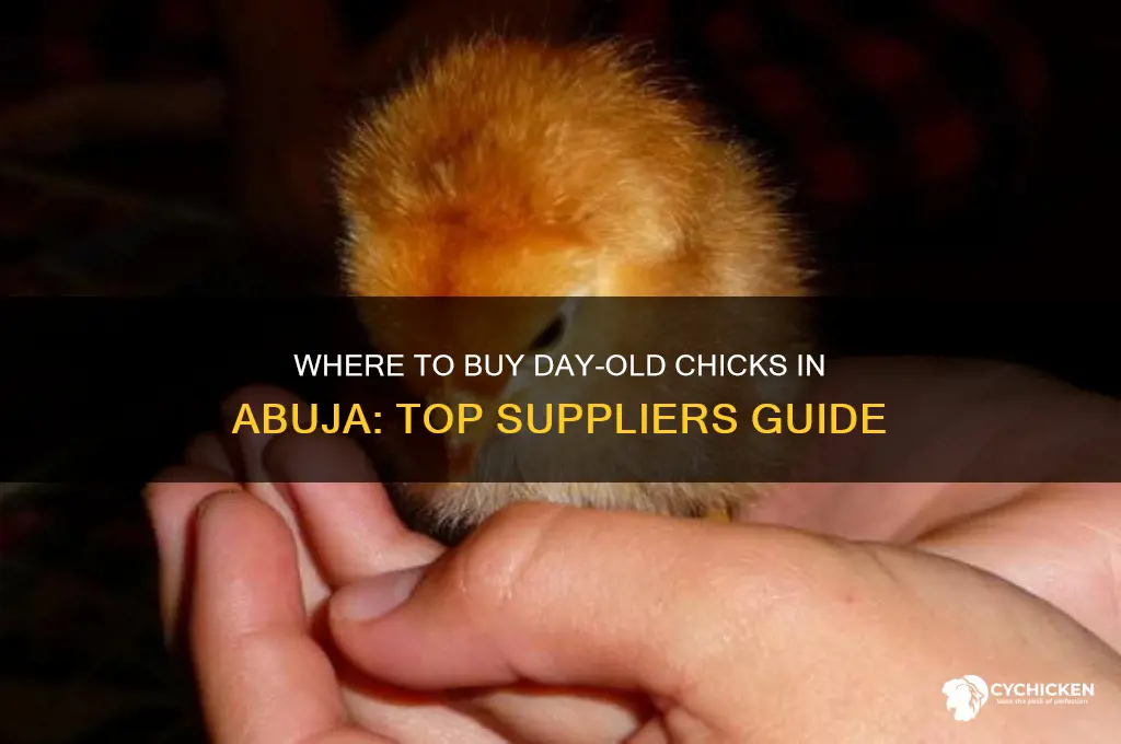 where to buy day old chicks in abuja