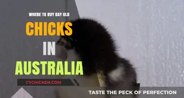 Where to Buy Day-Old Chicks in Australia: Top Sources