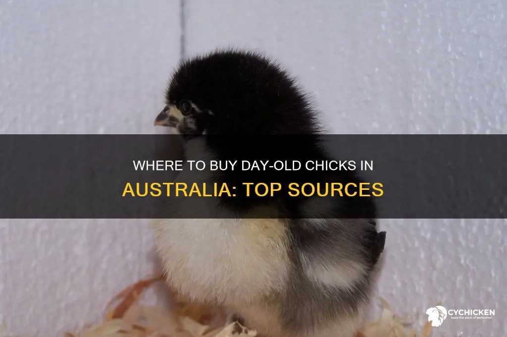 where to buy day old chicks in australia