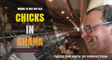 Where to Buy Day-Old Chicks in Ghana: Top Suppliers Guide