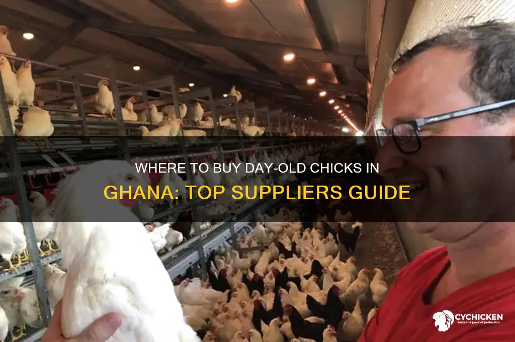 where to buy day old chicks in ghana