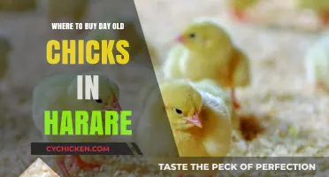 Where to Buy Day-Old Chicks in Harare: Top Locations