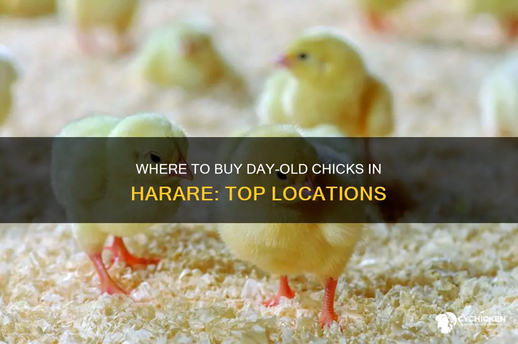 where to buy day old chicks in harare