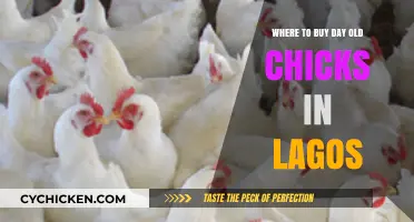 Where to Buy Day-Old Chicks in Lagos: Top Sources