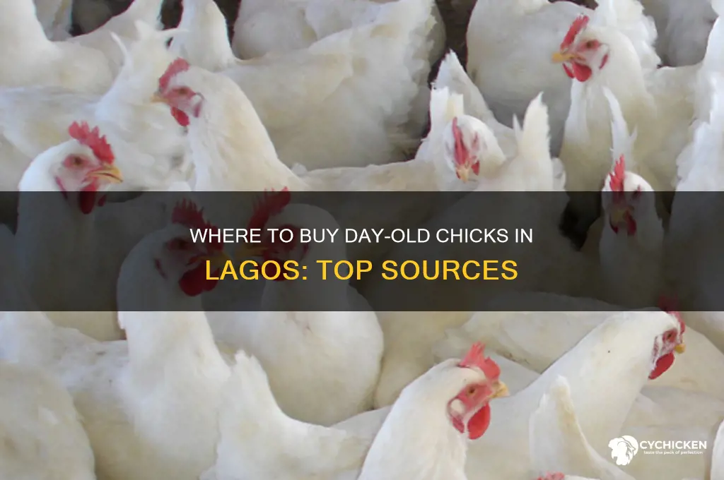 where to buy day old chicks in lagos