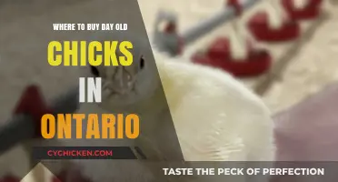 Where to Buy Day-Old Chicks in Ontario: Top Sources
