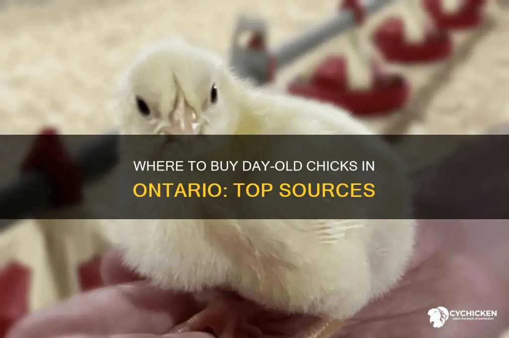 where to buy day old chicks in ontario