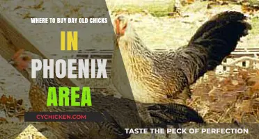 Where to Find Day-Old Chicks in Phoenix: Top Local Sources