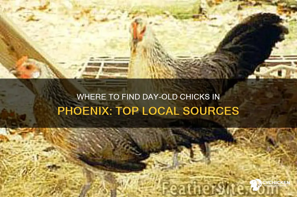 where to buy day old chicks in phoenix area