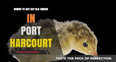 Where to Buy Day-Old Chicks in Port Harcourt: Top Sources