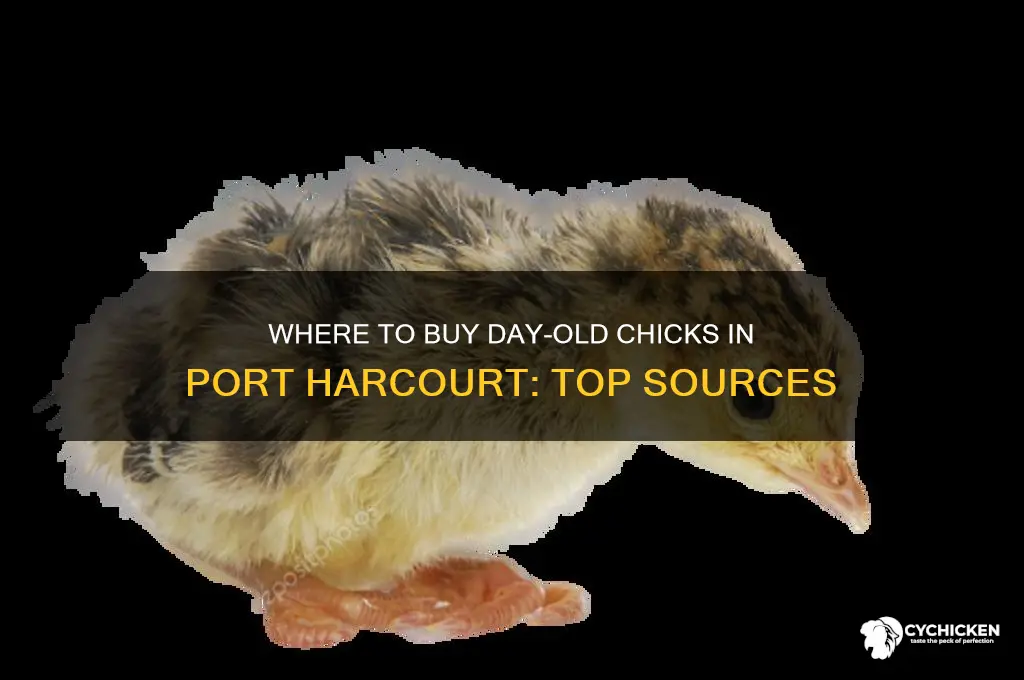 where to buy day old chicks in port harcourt