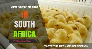 Best Places to Buy Day-Old Chicks in South Africa