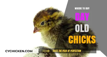 Best Places to Purchase Healthy Day-Old Chicks for Your Flock