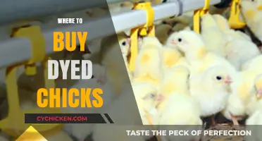Where to Buy Dyed Chicks: Ethical Concerns and Alternatives